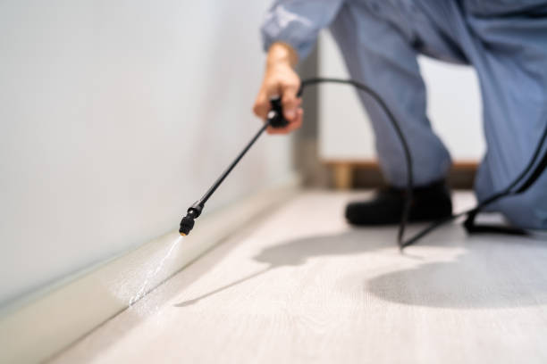 Licensed Wasp Removal service in St. Clair, MI - Show Me Pest Control